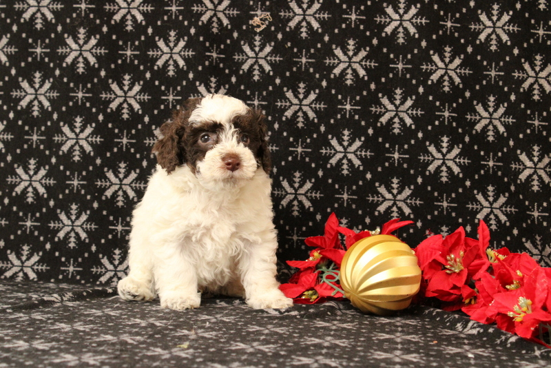 puppy, for, sale, Toy Poodle, Matthew B. Stoltzfus, dog, breeder, Gap, PA, dog-breeder, puppy-for-sale, forsale, nearby, find, puppyfind, locator, puppylocator, aca